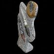 Fossil Goniatite & Orthoceras Sculpture - #71647-1